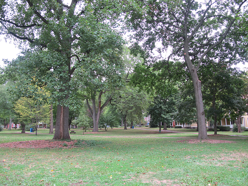 David Colosi, Nolan Park Tree Composition, 2010