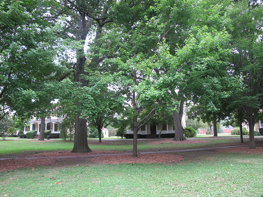 David Colosi, Nolan Park Tree Composition, 2010