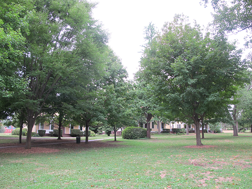 David Colosi, Nolan Park Tree Composition, 2010